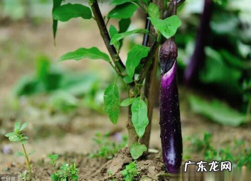 茄子追肥用什么肥料好