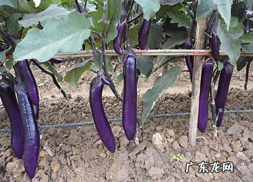 茄子追肥用什么肥料好