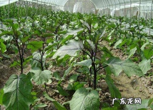 茄子追肥用什么肥料好