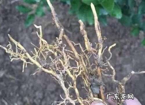 橘子树的根是什么样子的