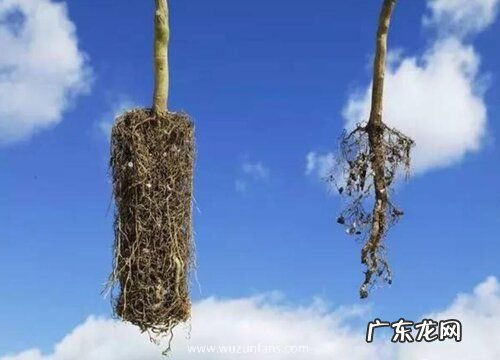 橘子树的根是什么样子的