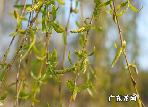 柳叶是什么形状