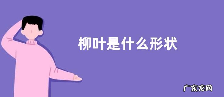 柳叶是什么形状