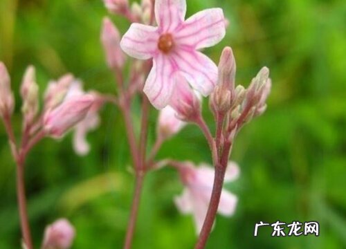 罗布麻有毒吗 可以放在室内养吗