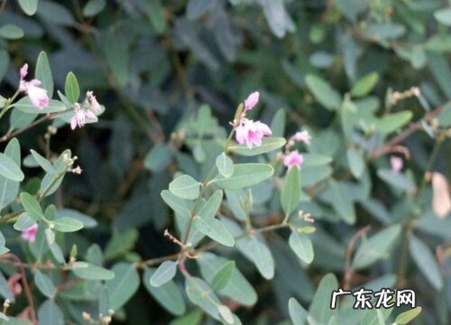 罗布麻有毒吗 可以放在室内养吗