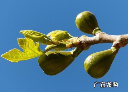 无花果果实类型