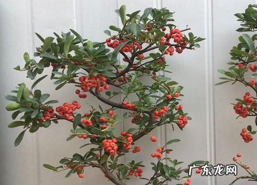 火棘果实类型