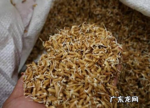 稻谷发芽的过程