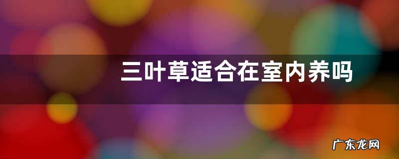 三叶草适合在室内养吗