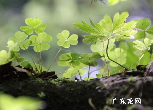 三叶草适合在室内养吗