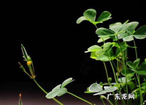 三叶草适合在室内养吗