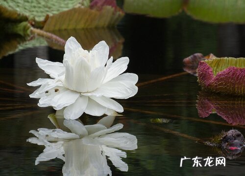 王莲的花是什么颜色