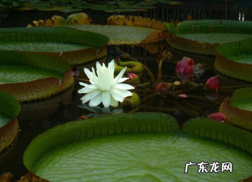 王莲的花是什么颜色