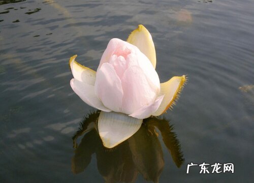 王莲的花是什么颜色