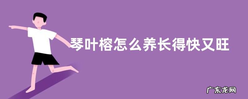 琴叶榕怎么养长得快又旺盛