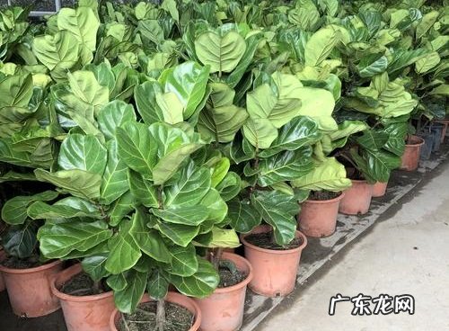 琴叶榕怎么养长得快又旺盛