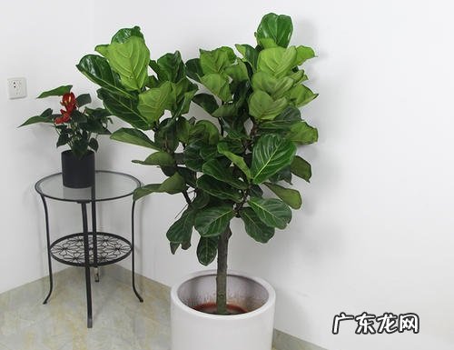 琴叶榕怎么养长得快又旺盛