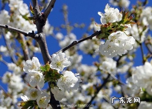 樱花原产地在哪里