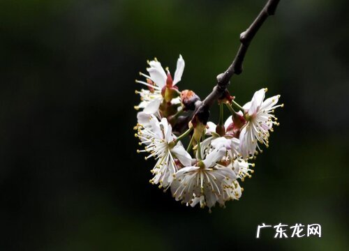 樱桃树的花是什么颜色