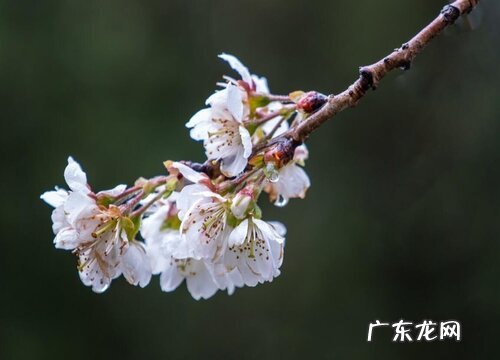 樱桃树的花是什么颜色