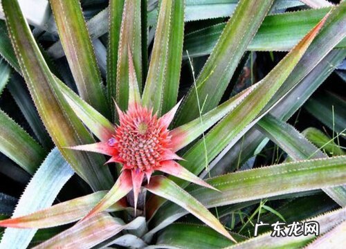 菠萝的花是什么颜色