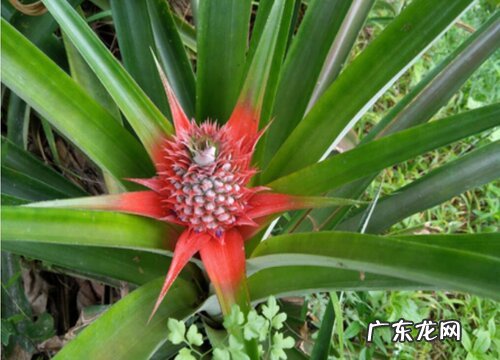 菠萝的花是什么颜色