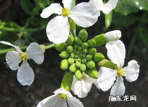 萝卜的花是什么颜色