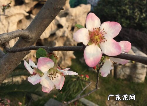 海棠树的花是什么颜色