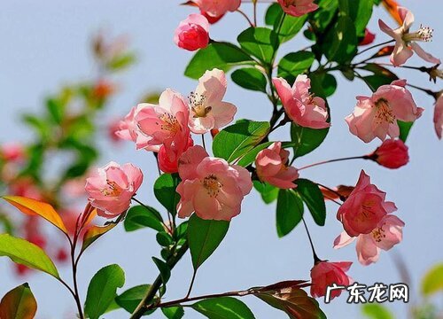 海棠树的花是什么颜色