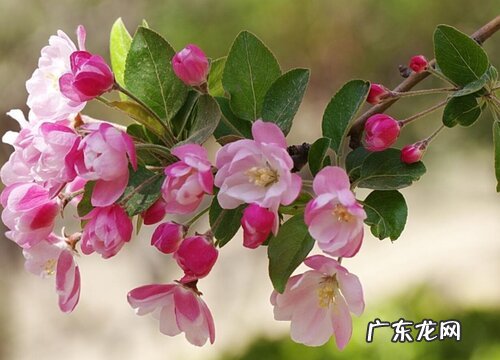 海棠树的花是什么颜色