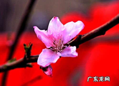 桃树的花是什么颜色