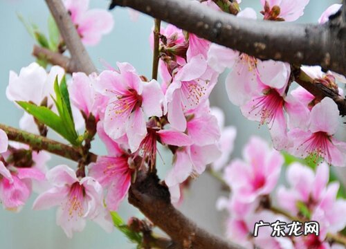 桃树的花是什么颜色