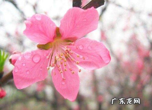 桃树的花是什么颜色