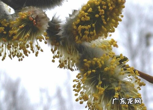 柳树的花是什么颜色