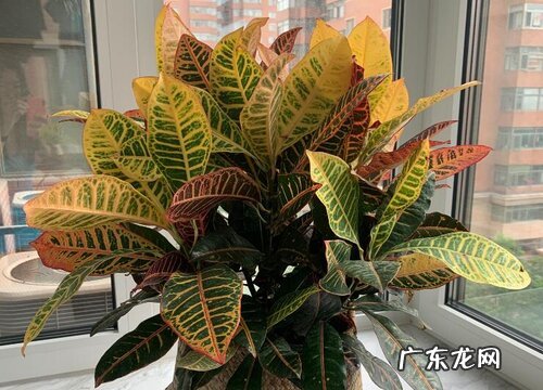 变叶木冬天会冻死吗