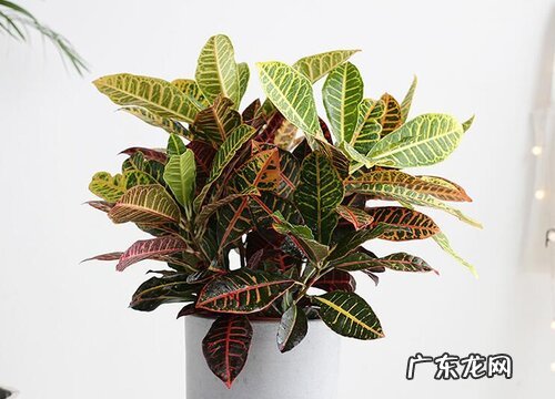 变叶木冬天会冻死吗