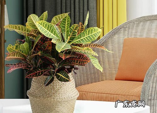 变叶木冬天会冻死吗