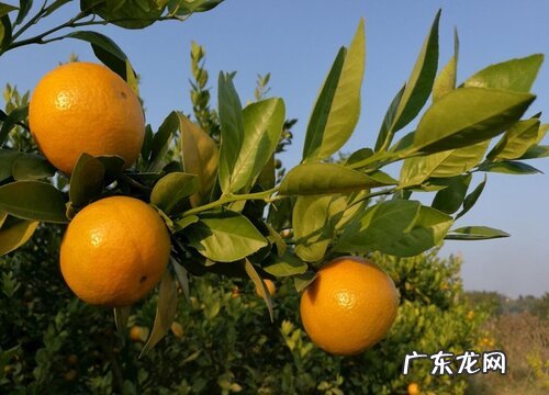 皇帝柑哪里产的最好吃