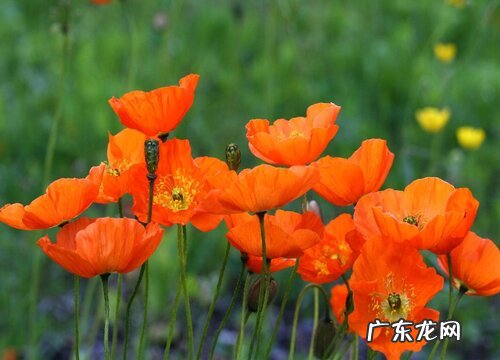 什么花的花语是贪婪