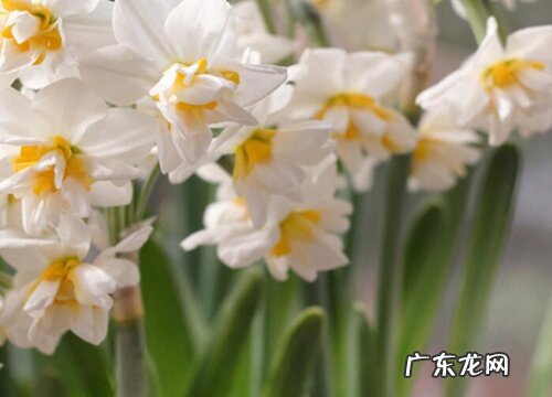 什么花的花语是贪婪