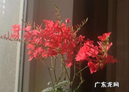 红雪花打顶时间及方法步骤