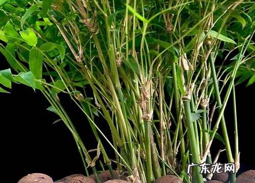 竹子的寓意和象征风水