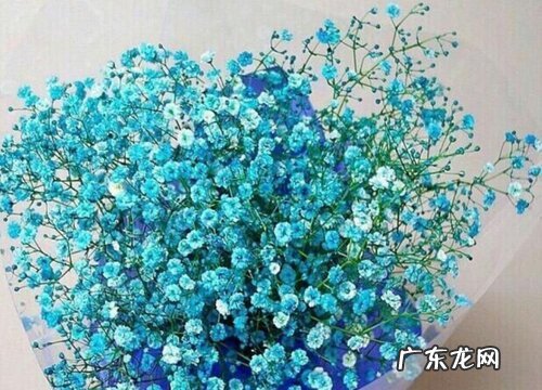 不同颜色满天星花语