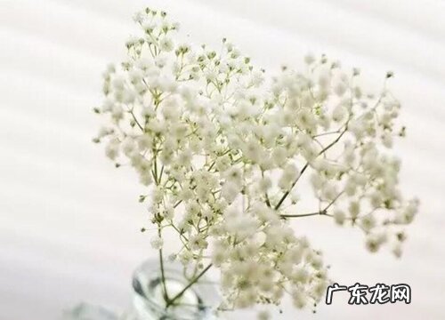 不同颜色满天星花语