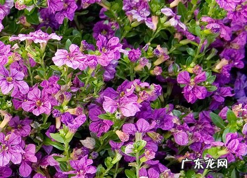 不同颜色满天星花语