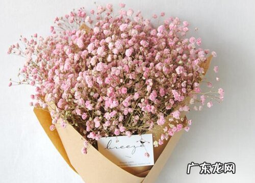 不同颜色满天星花语