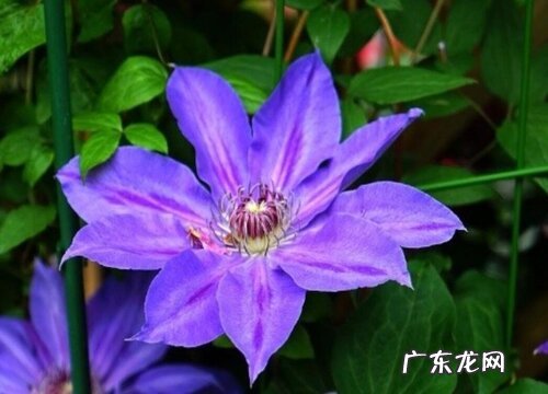 不同颜色铁线莲花语