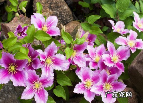 不同颜色铁线莲花语