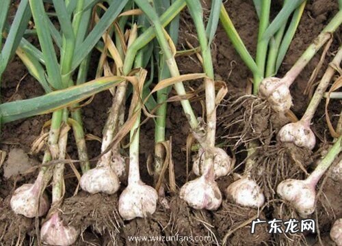 大蒜原产地在哪里