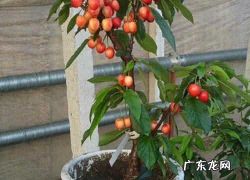 樱桃哪里产的最好吃